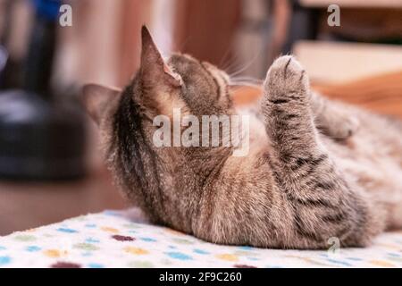 Mackerel tabby beige cat relaxing on couch and holding paw up, pets, domestic animals theme Stock Photo