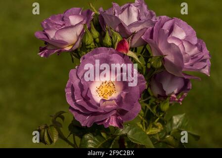 Close up of purple roses. Stock Photo