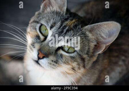 cute cat face close up shot from top angle Stock Photo