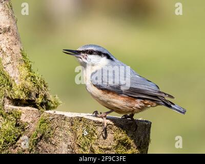 A european nuthatch foraging on a sunny spring day in mid Wales Stock Photo