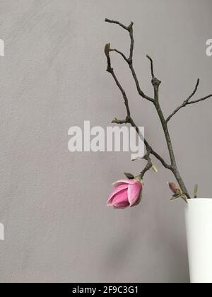 Twigs with magnolia buds in a white vase in the interior closeup. Stock Photo