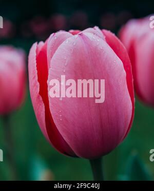 pink tulip with water droplets at Gibbs Gardens in Georgia Stock Photo