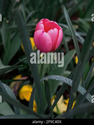 Pink tulip blooming in gibbs gardens in ball ground georgia Stock Photo