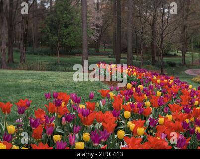 red purple yellow tulips in a flower bed at Gibbs Gardens Georgia Stock Photo
