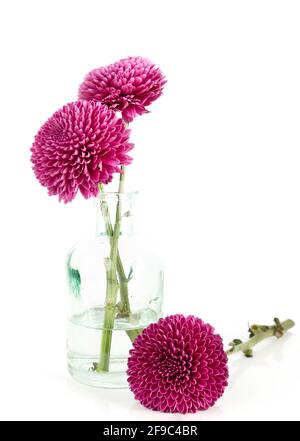 Grouping of hot pink dahlias in glass vase on white table and br Stock Photo