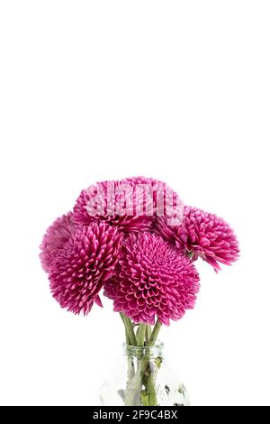 Bright bouquet of dark pink dahlias in glass vase on white backg Stock Photo