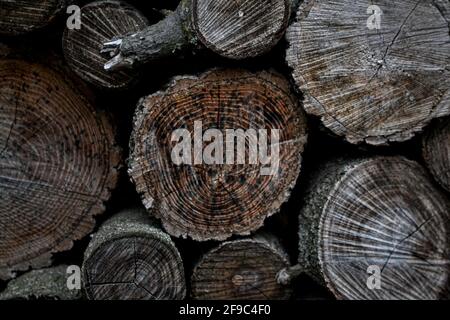 Cut and stacked dry woods Stock Photo