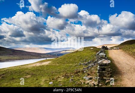Scar House reservoir in the Yorkshire Dales, with sheep, mountains and a dry stone wall with billowing clouds Stock Photo