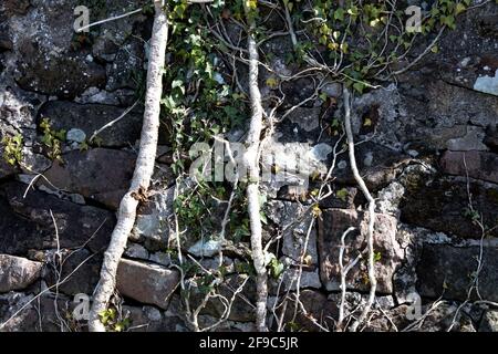 Ivy and climbing plants on an old stone wall Stock Photo