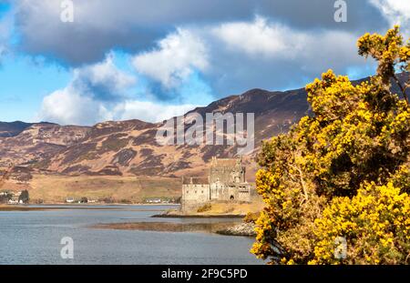 EILEAN DONAN CASTLE LOCH DUICH HIGHLANDS SCOTLAND WITH YELLOW GORSE FLOWERS IN SPRING Stock Photo