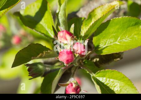 Buds on apple tree, Malus domestica, ready to blossom in spring UK Stock Photo