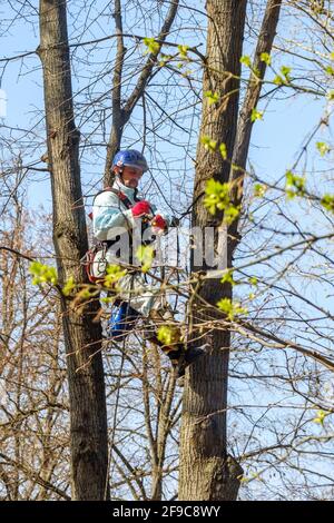 Moscow. Russia. April 17, 2021. A worker in a helmet on ropes climbs up a tree to trim branches. Rejuvenation of trees. The work of city utilities Stock Photo
