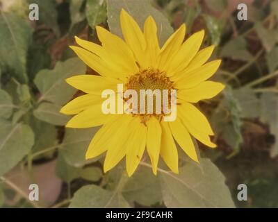 bright sunflower flower on a dark background Stock Photo
