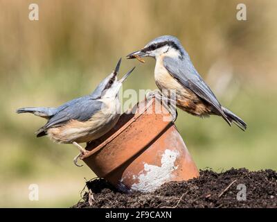 Aberystwyth, Ceredigion, Wales, UK. 16th Apr, 2021. On a sunny day in spring in mid Wales a pair of nuthatches are courting. The male is passing a food gift to the female. Credit: Phil Jones/Alamy Live News Stock Photo