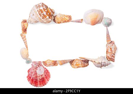 Rectangular frame from seashells, molluscs and seashells on white isolated background. Sea background. Copy space Stock Photo