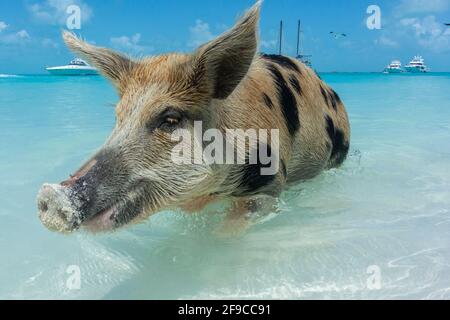 Closeup shot of a happy smiling pig swimming in the sea in Exuma, Bahamas Stock Photo