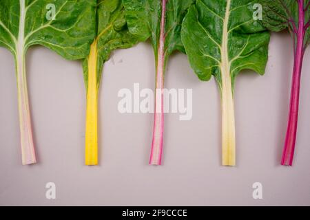Swiss chard, healthy colorful rainbow leafy leaves vegetable plant flat lay on gray clear background. Food, still life photography. Stock Photo
