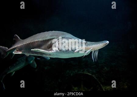 Captive Kaluga sturgeon (Huso dauricus) swims showing her characteristic barbels. Stock Photo