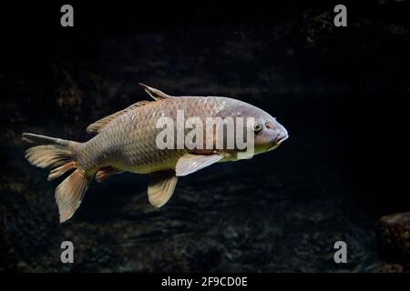 Common carp (Cyprinus carpio) swims in aquarium. Stock Photo