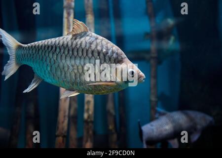freshwater fish in bucket River fish Java barb, Silver barb and