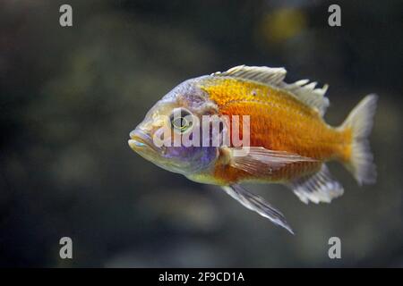 Captive Redfin Hap (Copadichromis borleyi), a species of haplochromine cichlid fish endemic to Lake Malawi in East Africa. Stock Photo