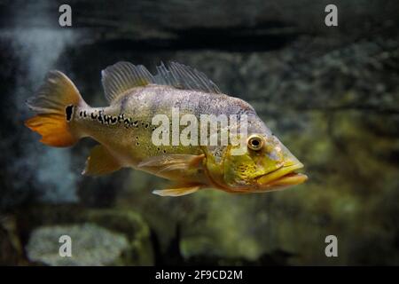 The butterfly peacock bass (Cichla ocellaris) swims in aquarium. Stock Photo
