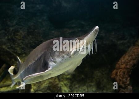 Captive Kaluga sturgeon (Huso dauricus) swims up showing her characteristic barbels. Stock Photo