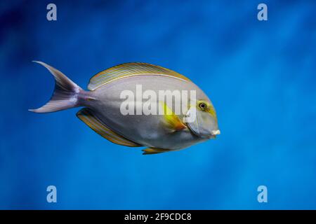 Yellowfin surgeonfish, or Cuvier's surgeonfish (Acanthurus xanthopterus) swims in aquarium. Stock Photo