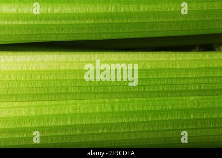 Fresh celery stalks close-up as a full-screen texture. The concept of healthy vegetarian food. Stock Photo