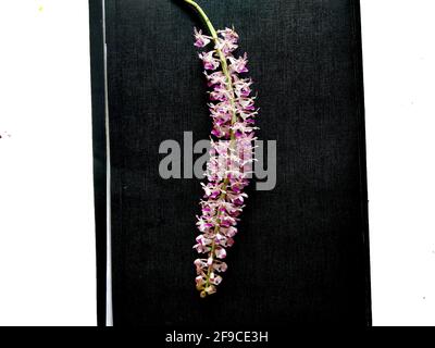Foxtail Orchid, also called as Rhynchostylis retusa, it's an exotic blooming orchid.it is also assam's state flower is called kopou ful . Stock Photo