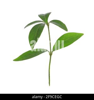 Young green plant of Periwinkle isolated on a white background in close-up Stock Photo