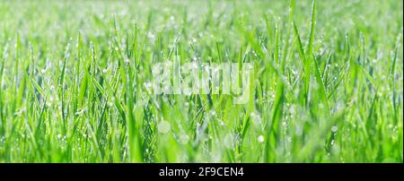Wide spring nature advertisement banner - beautiful morning dew on the young grass in bright sunlight in the morning Stock Photo
