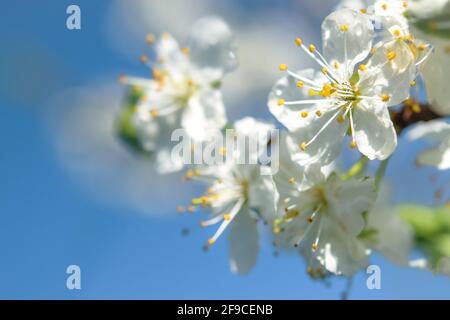 Beautifully blooming cherry brunch on the blue sky background on a sunny spring day in close-up Stock Photo