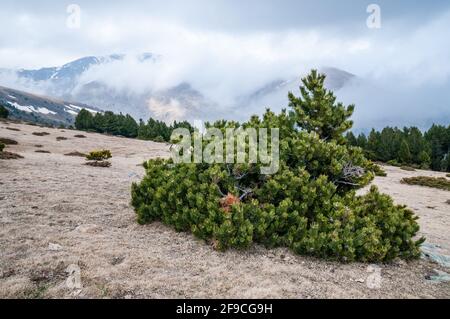scrub mountain pine, Swiss mountain pine, Pinus mugo, near Puigmal peak, Planoles, Catalonia, Spain