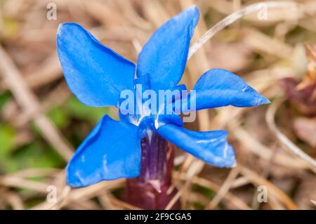 spring gentian, Gentiana verna, Planoles, Catalonia, Spain Stock Photo