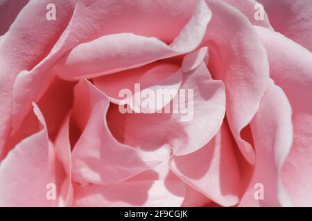 Pink Rose in Bloom in Springtime in Northern California Stock Photo