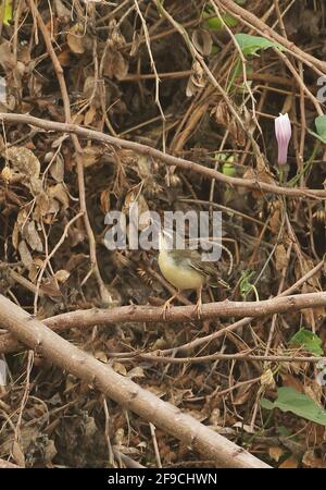 Plain Prinia (Prinia inornata herberti) adult climbing around dead brush-wood Ang Trapaeng Thmor, Cambodia          January Stock Photo