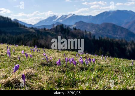 Giant crocus blooming in spring Stock Photo