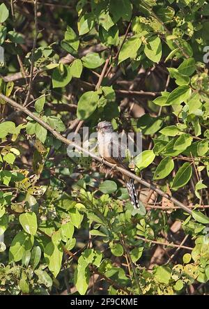 Plaintive Cuckoo (Cacomantis merulinus querulus) adult male perched on twig Ang Trapaeng Thmor, Cambodia          January Stock Photo