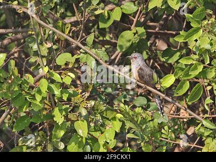 Plaintive Cuckoo (Cacomantis merulinus querulus) adult male perched on twig Ang Trapaeng Thmor, Cambodia          January Stock Photo