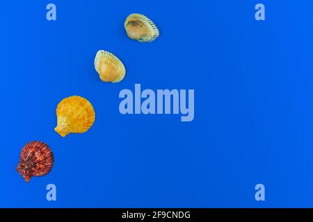 Seashell flat lay pattern composition on a blue background, copy space and top view photo Stock Photo