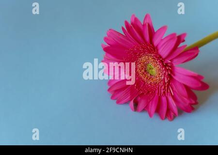 Pink Gerbera Daisy on Blue Background Stock Photo