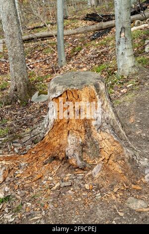 Stump close-up, in the forest, crumbles into small dust infected with parasites Stock Photo
