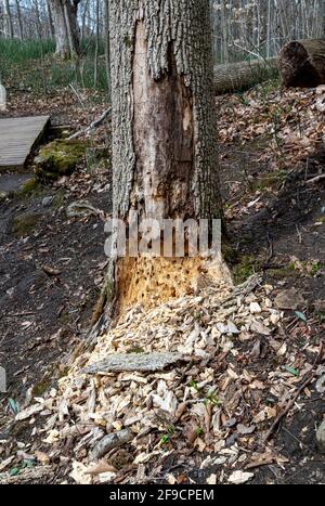 Dead, lonely tree near a path in the forest, eaten by tree beetles Stock Photo