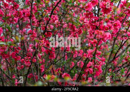 Springtime red blossoms on a bush in garden with bees Stock Photo