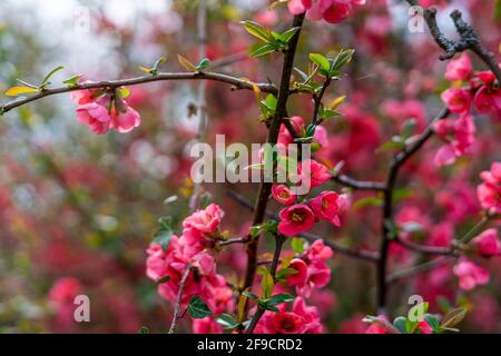 Springtime red blossoms on a bush in garden with bees Stock Photo