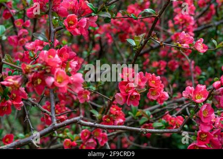 Springtime red blossoms on a bush in garden with bees Stock Photo