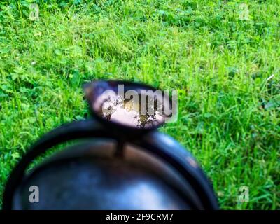 cigarette butts float in a street urn in summer Stock Photo