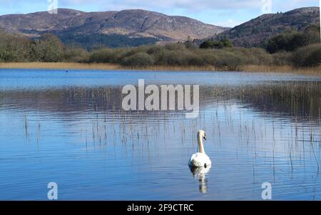 Swan on lake; A swan on still, blue reflective waters of Lough Gill on spring day with Killery Mountain as backdrop , County Sligo, Ireland Stock Photo