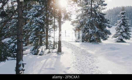 The road through the snowy forest. Trees in the snow. Morning sunrays . High quality photo Stock Photo
